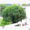 庭院绿化工程观赏植物 大叶黄杨球 苗 规格齐全 特价批发
