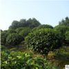 基地供应批发山茶花球 庭院绿化观景植物 品优 货源充足