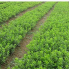 优质杜鹃花卉 湖南苗木基地供应 杜鹃花卉批发