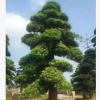 批发供应一手货源 优价供应各规格苗木树罗汉松 量大价优欢迎选购