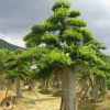 苗圃基地直销 榆树桩 规格齐全乔木榆树 特殊造型园林植物