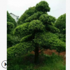 苗木直供 造型罗汉松 造型优美 庭院景观树 观赏实用性高 价优