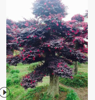 园林绿化苗木精品造型树 红桎木树 树形优美 风景树
