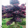 园林绿化苗木精品造型树 红桎木树 树形优美 风景树