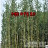 批发庭园观赏竹子植物紫竹金镶玉竹青竹苗趣味美观四季常青包成活