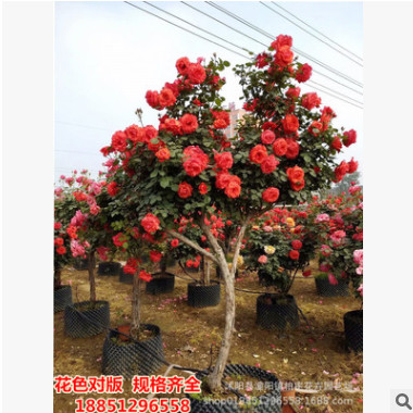 嫁接树状月季树形月季盆景大花树桩月季庭院浓香型植物四季月季树