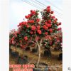 嫁接树状月季树形月季盆景大花树桩月季庭院浓香型植物四季月季树