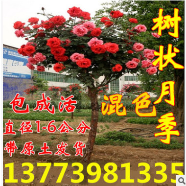批发欧洲进口树桩月季高杆树状月季花蔷薇树嫁接双色大花月季树苗