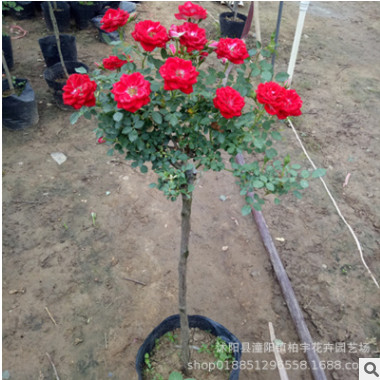 嫁接树状月季树形月季大花月季花苗月季树苗盆栽植物花卉四季开花