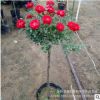 嫁接树状月季树形月季大花月季花苗月季树苗盆栽植物花卉四季开花