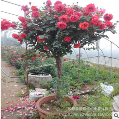 树状月季树桩树形月季大花月季花苗月季树苗盆栽植物花卉四季开花