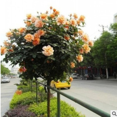 树桩月季庭院花卉阳台盆栽树形树状嫁接玫瑰花苗大花浓香四季开花