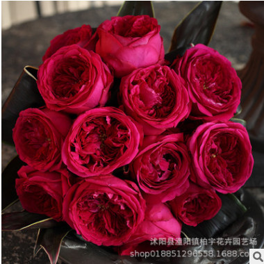 切包月季灌木浓香多花月季 双人芭蕾月季花 耐开大花月季四季开花