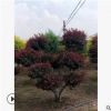 [苗圃发货】造型红叶李绿化工程苗耐寒绿化苗木灌木植物批发