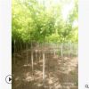 [苗圃发货】多年生金叶复叶槭单干东北耐寒绿化苗木灌木植物批发
