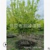 【苗圃发货】丛生金叶复叶槭大树绿化工程苗东北耐寒苗木批发