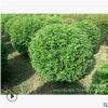 【苗圃发货】蓝叶忍冬球造型球绿化树工程苗木东北耐寒苗木批发