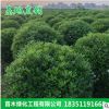 海桐球销售优质的海桐苗四季常青气味芳香驱蚊虫海桐球园林工程