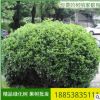 基地直销冬青苗 现货出售 工程绿化用冬青苗 大小规格冬青苗