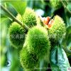 山东板栗树厂家 泰山大红袍板栗树 出售2公分板栗树 当年结果