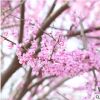现货出售紫荆 基地长期供应红花紫荆 满条红紫荆苗