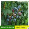 厂家批发盆栽地栽2年蓝丰蓝莓苗 南北方种植 奥尼尔蓝莓苗价格