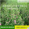 直销木槿树苗 现挖现卖木槿 工程绿化 各种规格重瓣木槿树