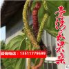 长果桑种子短果桑种子白玉桑葚种子 桑枣 黑椹树莓桑树苗果树种子
