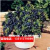 嫁接烟台大樱桃树苗矮化地栽盆栽南方北方种植无花果蓝莓苹果银杏