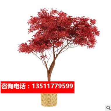 日本红枫树苗四季红红舞姬盆栽美国中国三季红红枫苗盆景风景树