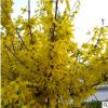 迎春花连翘花树苗绿植庭院花园绿篱观花植物金钟花苗当年开花