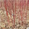 红瑞木苗红马球树苗绿化工程苗木红柳绿化苗木庭院植物苗
