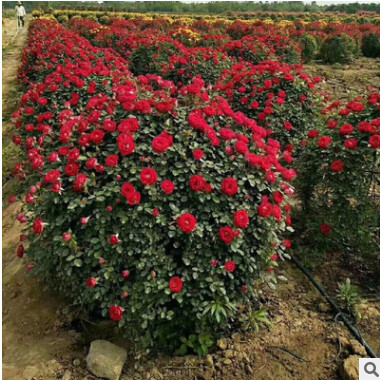 月季球苗盆栽花卉浓香四季开花蔷薇花苗庭院种植月季苗木