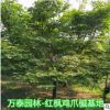 日本红枫三季红青枫价格6公分鸡爪槭价格红枫种植基地绿化