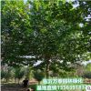 法桐行道树绿化庭院种植工程设施 法国梧桐公园美化落叶乔木