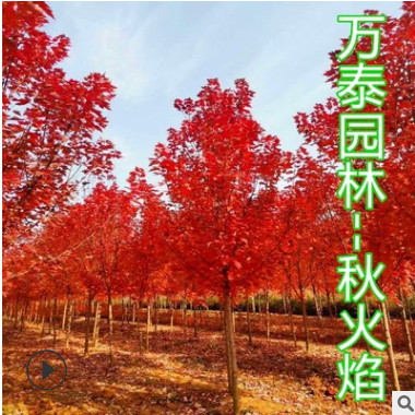 红枫美国红枫秋火焰红冠基地绿化1-30公分山东江苏北京红枫价格
