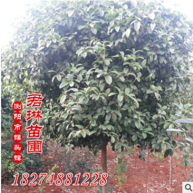 湖南出售 8-10-12-15公分四季桂 月月桂
