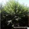 批发菊花碧桃树苗道路绿化小区绿化规格齐全 山东菊花碧桃基地