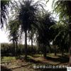 山东朴树价格绿化苗木市场行情 丛生朴树绿化工程用苗 沙朴小叶朴