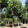 山东速生法桐树苗价格基地直销苗圃直销 悬铃木市场行情成活率高