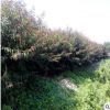 批发红叶碧桃树苗小区绿化规格齐全 紫叶桃基地 山东红叶桃主产区