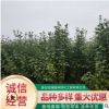 基地批发供应丛生木槿 庭院观赏工程绿化用丛生木槿 量大从优