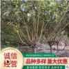 基地出售红叶碧桃 工程绿化庭院用红叶碧桃 现货批发碧桃树