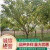 苗木基地直供金枝槐 工程绿化观赏矮杆金枝槐 造型金枝槐批发