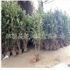 庭园绿化绿篱用常青灌木植物 法国冬青珊瑚树四季常青苗圃