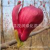嫁接玉兰苗 玉兰树苗批发 黄紫玉兰白玉兰 玉兰小苗园林绿化树苗