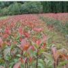 四季常青 香花类植物盆栽 桂花苗 金桂30-120厘米高以上