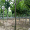 苗木基地出售臭椿树 6公分臭椿树价格优惠 臭椿树苗