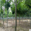 基地直销椿树 适生于深厚肥沃湿润的砂质土壤椿树树苗 价格优惠