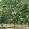 基地批发五角枫树苗工程绿化苗木观赏植物行道树量大从优五角枫苗
